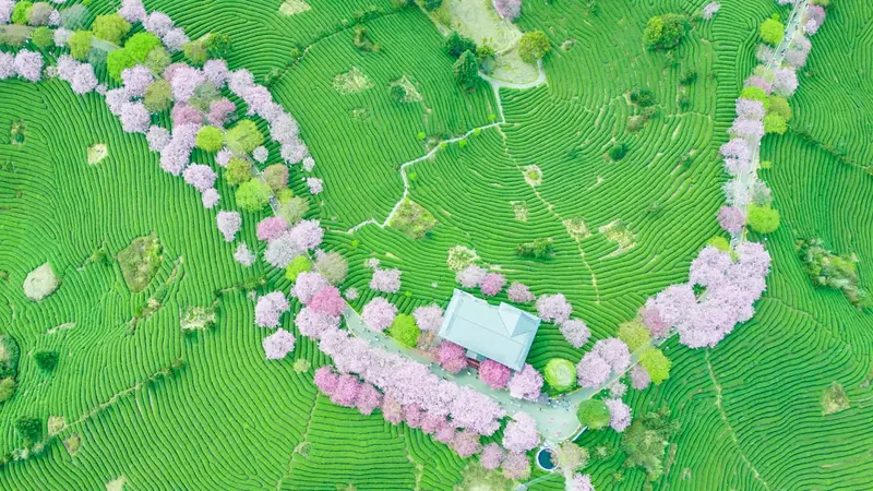 Yuchun's stripe network  logo